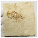 15011 - Finest Grade Fossil Shrimp Carpopenaeus Cretaceous Age Lebanon