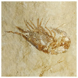 15011 - Finest Grade Fossil Shrimp Carpopenaeus Cretaceous Age Lebanon