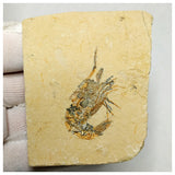 15012 - Finest Grade Fossil Shrimp Carpopenaeus Cretaceous Age Lebanon