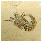 15012 - Finest Grade Fossil Shrimp Carpopenaeus Cretaceous Age Lebanon
