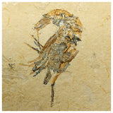 15012 - Finest Grade Fossil Shrimp Carpopenaeus Cretaceous Age Lebanon