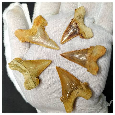 15013 - Collection of 5 Finest Palaeocarcharodon orientalis (Pygmy white Shark) Teeth