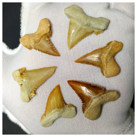 15014 - Collection of 6 Finest Palaeocarcharodon orientalis (Pygmy white Shark) Teeth