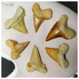 15014 - Collection of 6 Finest Palaeocarcharodon orientalis (Pygmy white Shark) Teeth