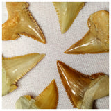 15014 - Collection of 6 Finest Palaeocarcharodon orientalis (Pygmy white Shark) Teeth