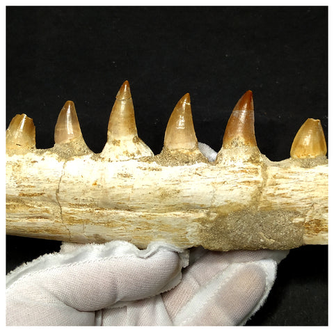15060 - Amazing Eremiasaurus heterodontus (Mosasaur) Partial Left Hemi Jaw with Teeth