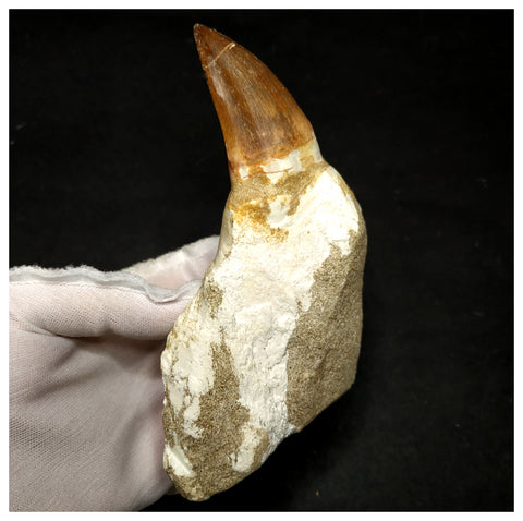 15080 - Amazing Huge Prognathodon anceps (Mosasaur) Tooth in Jaw Bone