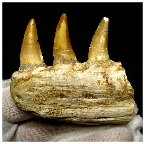 15081 - Amazing Eremiasaurus heterodontus (Mosasaur) Partial Left Hemi Jaw with Teeth