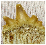 15082 - Nicely Preserved Rare Notidanodon loozi (Cow Shark) Tooth - Rare species!