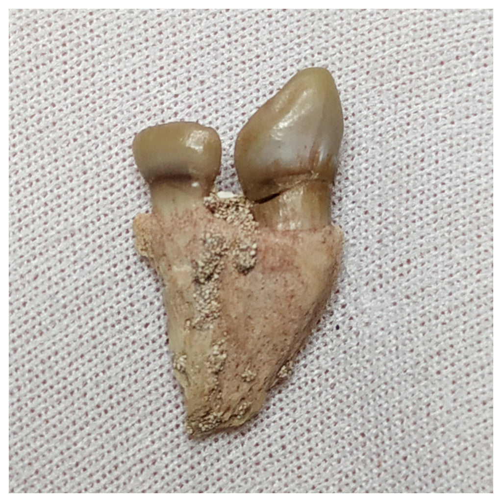 19003 - Top Rare Stephanodus Partial Dentary Late Cretaceous Fish