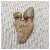 19003 - Top Rare Stephanodus Partial Dentary Late Cretaceous Fish