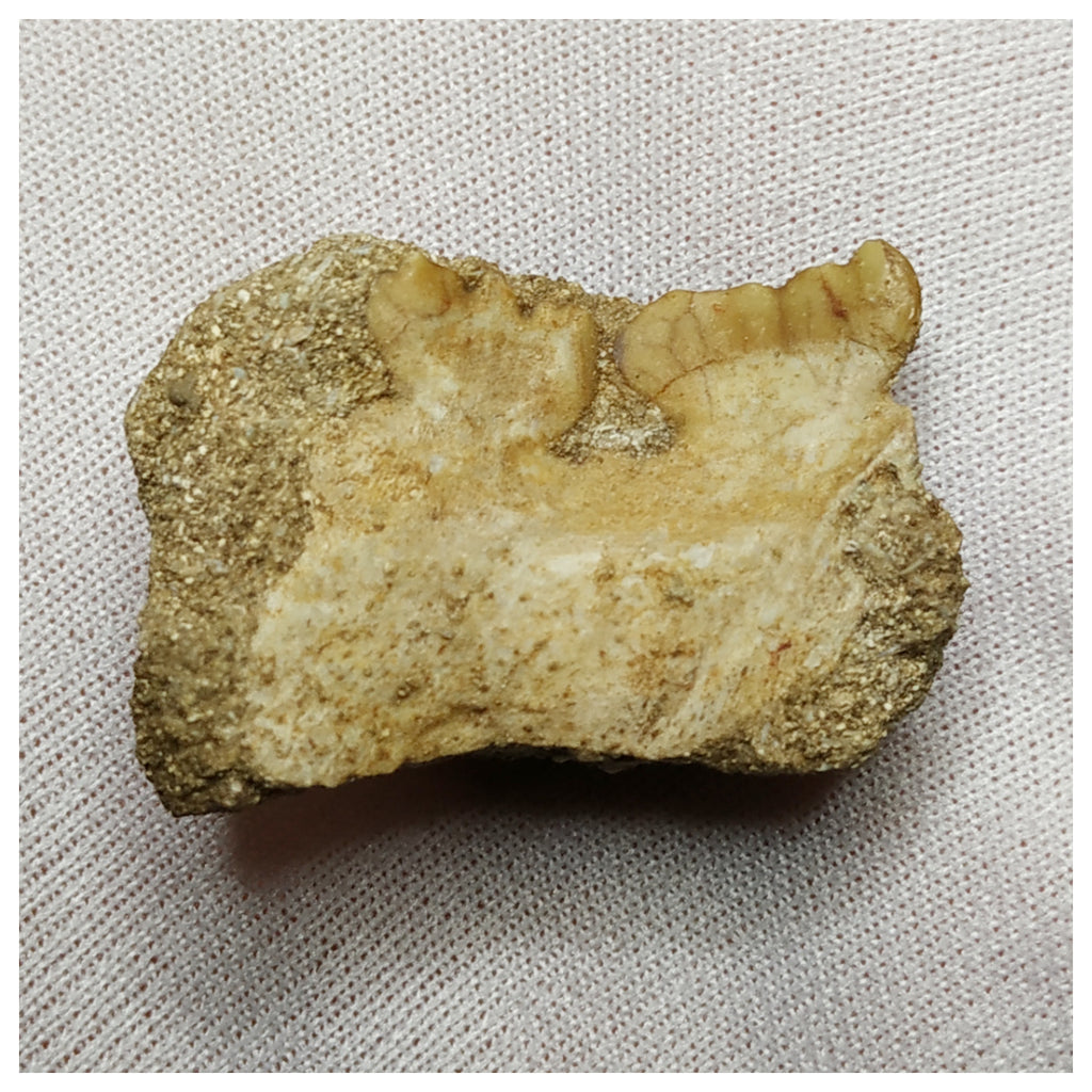 19006 - Top Rare Stephanodus Partial Dentary Late Cretaceous Fish