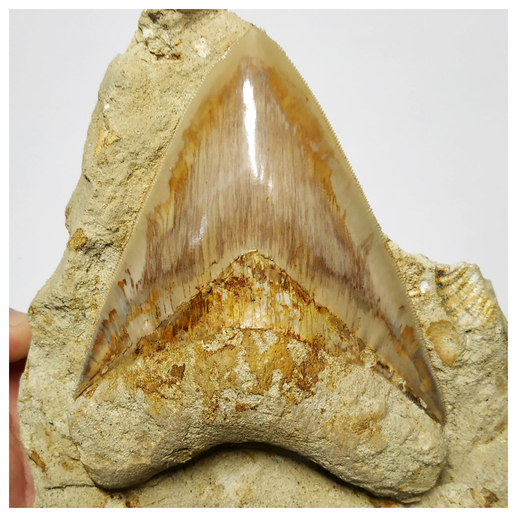 T117 - Finest Quality Serrated 4.44'' Megalodon Tooth in Matrix Indonesia Location