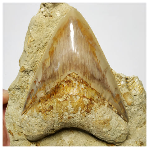 T117 - Finest Quality Serrated 4.44'' Megalodon Tooth in Matrix Indonesia Location