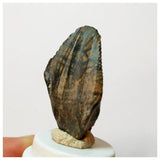 H29 -Exceedingly Rare Unidentified Basal Iguanodontian Dinosaur Tooth - Cretaceous Elrhaz Fm