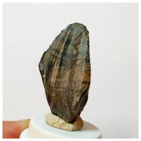 H29 -Exceedingly Rare Unidentified Basal Iguanodontian Dinosaur Tooth - Cretaceous Elrhaz Fm