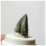 H28 -Exceedingly Rare Unidentified Basal Iguanodontian Dinosaur Tooth - Cretaceous Elrhaz Fm