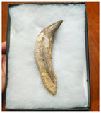 G54 - Top Rare Huge 14,1cm Basilosaurus (Whale Ancestor) Incisor Rooted Tooth