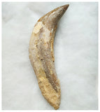 G54 - Top Rare Huge 14,1cm Basilosaurus (Whale Ancestor) Incisor Rooted Tooth