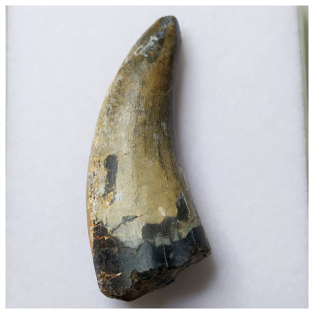 S2 - Rare Eocarcharia dinops Dinosaur Tooth - Cretaceous Elrhaz Fm Tenere Desert