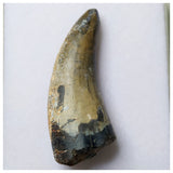 S2 - Rare Eocarcharia dinops Dinosaur Tooth - Cretaceous Elrhaz Fm Tenere Desert