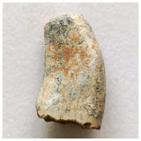 J44- Rare Eocarcharia dinops Dinosaur Tooth - Cretaceous Elrhaz Fm Tenere Desert