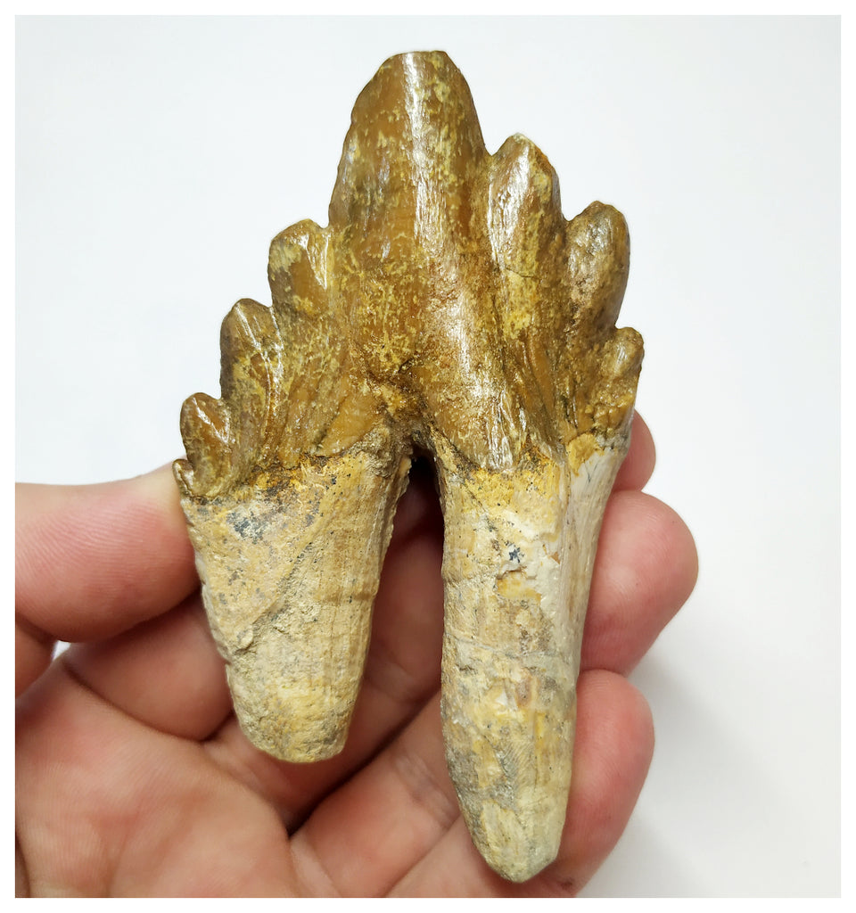T60 - Rare Huge 3.30 Inch Basilosaurus (Whale Ancestor) Molar Rooted Tooth