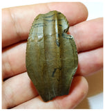 H24 -Exceedingly Rare Unidentified Basal Iguanodontian Dinosaur Tooth - Cretaceous Elrhaz Fm
