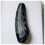 S11 - Exceedingly Rare Suchomimus tenerensis Dinosaur Tooth - Elrhaz Fm - Niger