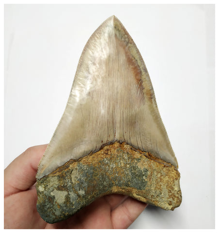 T129 - Insane Huge Serrated 5.51'' Megalodon Tooth from Rare Indonesia Location