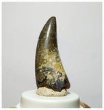 H6 - Eocarcharia dinops Dinosaur Tooth - Cretaceous Elrhaz Fm Tenere Desert
