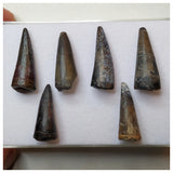 S48 - Lot of 6 Sharp Stolokrosuchus Crocodile Teeth - Lower Cretaceous Elrhaz Fm - Niger