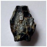 S19 - Top Rare Unidentified Basal Sauropod Dinosaur Tooth Jurassic Tenere Desert