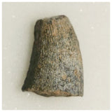 J27- Rare Eocarcharia dinops Dinosaur Tooth - Cretaceous Elrhaz Fm Tenere Desert