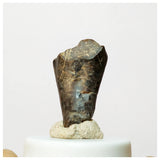 H26 - Rare Ouranosaurus Basal Hadrosaurid Dinosaur Tooth Cretaceous Elrhaz Fm