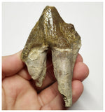T139 - Rare Huge 3.54 Inch Basilosaurus (Whale Ancestor) Molar Rooted Tooth