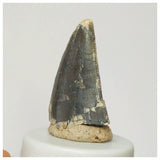 S21 - Rare Afrovenator abakensis Megalosaurid Dinosaur Tooth Jurassic Tiouraren Fm