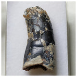 S58- Rare Afrovenator abakensis Megalosaurid Dinosaur Tooth Jurassic Tiouraren Fm