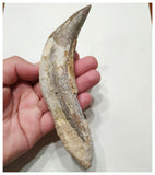 G54 - Top Rare Huge 14,1cm Basilosaurus (Whale Ancestor) Incisor Rooted Tooth