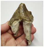 T139 - Rare Huge 3.54 Inch Basilosaurus (Whale Ancestor) Molar Rooted Tooth