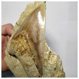 T117 - Finest Quality Serrated 4.44'' Megalodon Tooth in Matrix Indonesia Location