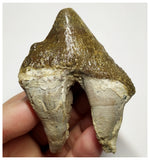 T139 - Rare Huge 3.54 Inch Basilosaurus (Whale Ancestor) Molar Rooted Tooth