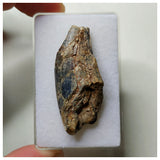 S59- Rare Afrovenator abakensis Megalosaurid Dinosaur Tooth Jurassic Tiouraren Fm