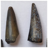 S48 - Lot of 6 Sharp Stolokrosuchus Crocodile Teeth - Lower Cretaceous Elrhaz Fm - Niger