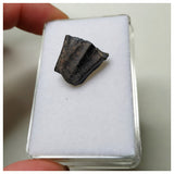 S53 - Ouranosaurus nigeriensis Basal Hadrosaur Dinosaur Tooth Cretaceous Elrhaz Fm