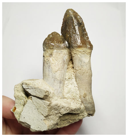 T143 - Rare Huge 4.29 Inch Basilosaurus (Whale Ancestor) Molar Rooted Tooth in Jaw Bone