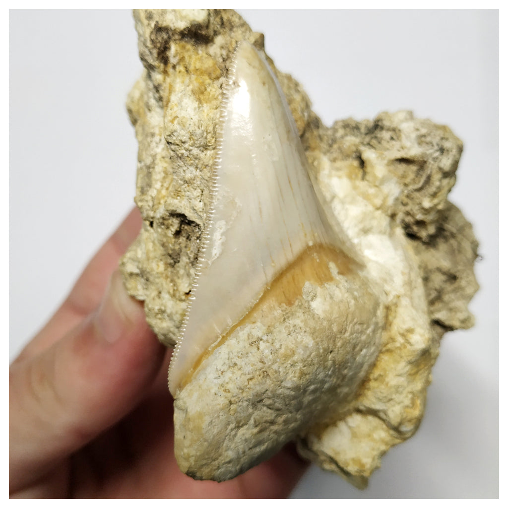 T126 - Finest Quality Serrated 2.55'' Megalodon Tooth in Matrix Indonesia Location