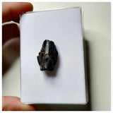 S19 - Top Rare Unidentified Basal Sauropod Dinosaur Tooth Jurassic Tenere Desert