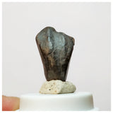 H26 - Rare Ouranosaurus Basal Hadrosaurid Dinosaur Tooth Cretaceous Elrhaz Fm