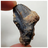 S34 - Ouranosaurus nigeriensis Basal Hadrosaur Dinosaur Rooted Tooth Cretaceous Elrhaz Fm